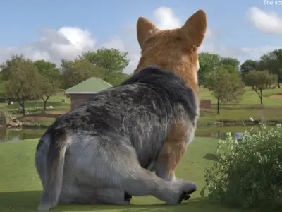  Tricolor Welsh Corgi Pembroke Sitting Pose Fur for Cinema 4D 