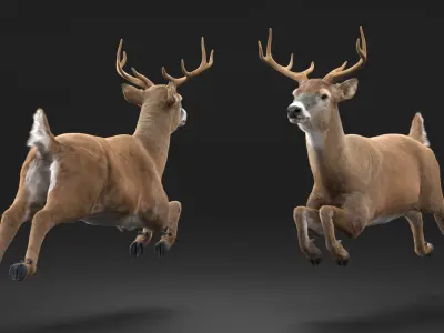  Whitetail Deer Running Pose Fur 