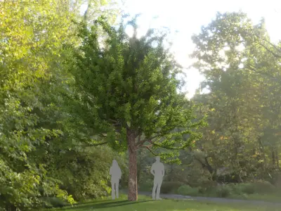 Quercus glauca arakashi free model Free 3D model