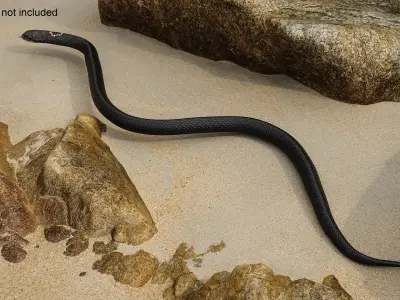  Dark Skin Cobra Crawling Animated Rigged 