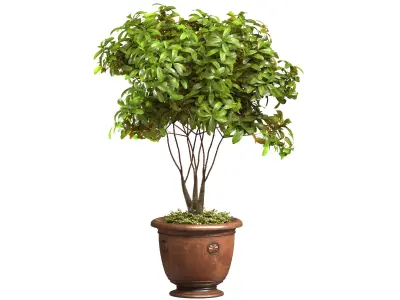 Decorative tree in a pot Indoor House Plant 3D model