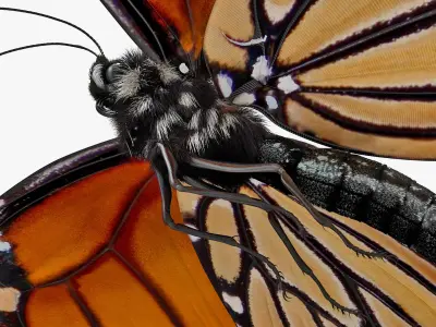  Animated Flying Monarch Butterfly Fur Rigged 