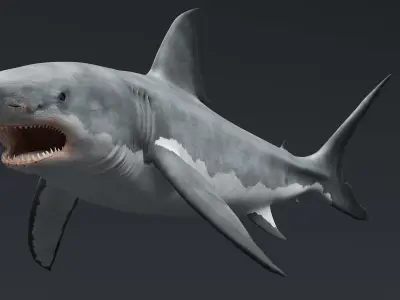  Great White Shark Rigged For Maya 