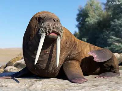  Resting Walrus Animated Rigged For Blender 