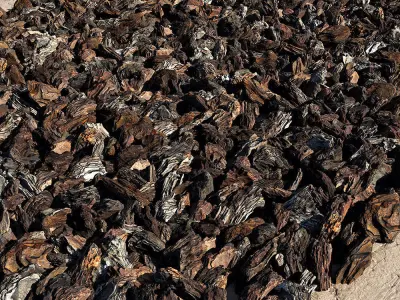 Bark Chips 3D Scan  3D model