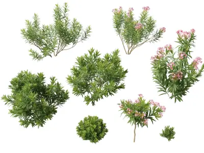 HighpolyLowPoly - Nerium oleander - Rosebay 01 Low-poly 3D model