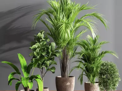 Indoor Plant Set 60 3D model
