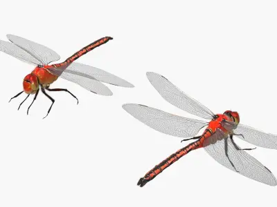  Red Dragonfly Fur Rigged 