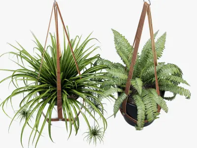 Cofield hanging planter with two plants 3D model