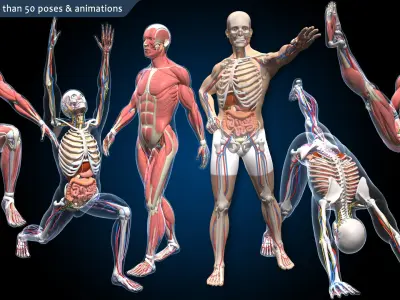  Ultimate Male Anatomy PRO - Advanced Rig w Animation 