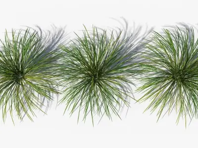 Muhlenbergia Rigens deergrass Low-poly 3D model