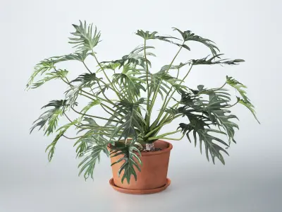 Philodendron in Terracotta Planter 3D model
