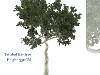 Twisted Bay tree Free 3D model
