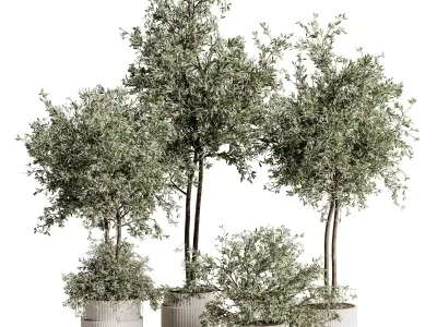 Indoor Plant Set 88 3D model