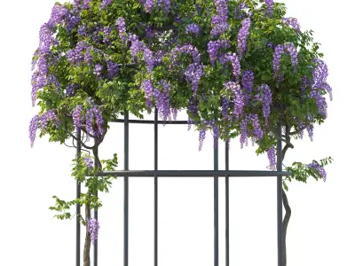 American Wisteria 02 3D model