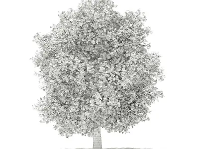 Common fig tree with fruits 3D model