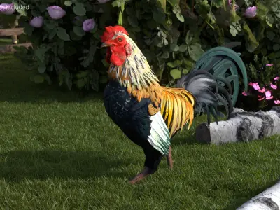  Rainbow Rooster Rigged For Blender 