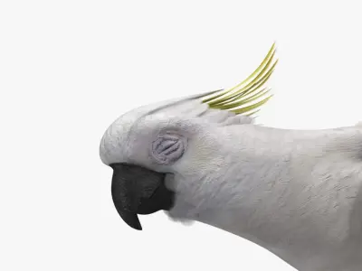  Cacatua Galerita 'Sulphur-crested Cockatoo Parrot' 