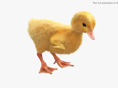  Duck Ducklings Animated Fur Rigged For Blender Collection 