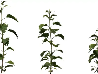 Tall Wild Herb Stem Pack  Low-poly 3D model