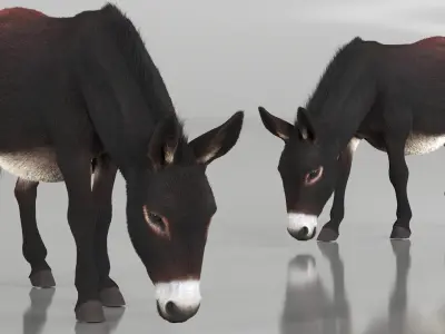  Village Load Donkey Dark Brown Fur Rigged for Maya 