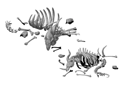 Sea bottom - animal wreckage 06 3D model