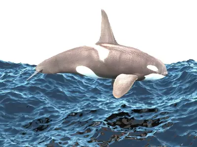 Orca Is Jumping In The Ocean 3D model