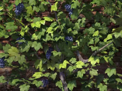 Wine Plant Vineyard Grapes fruits v2 3d model  3D model