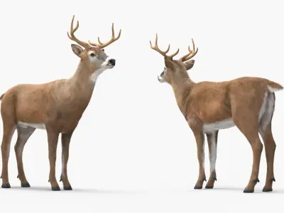  White-Tailed Deer Fur 