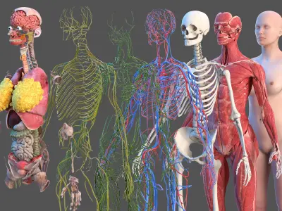  Complete Male and Female Body Anatomy Collection 