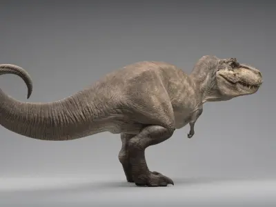  Tyrannosaurus Rex Rigged 