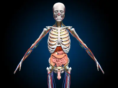  Ultimate Male Anatomy PRO - Advanced Rig w Animation 