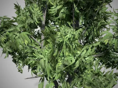 Green Ash Tree Low-poly 3D model