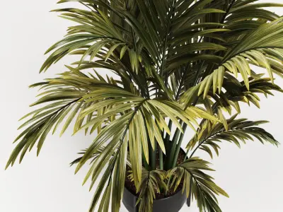 Areca Palm Indoor-Set002