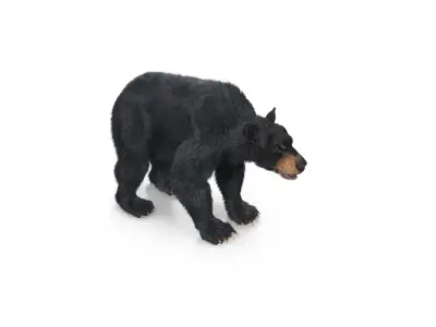 Black Bear Textured w Fur 