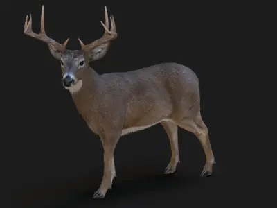  Deer (2) (Animated) (Fur) 