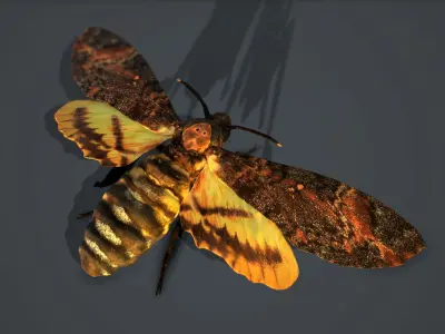 Acherontia Atropos Death Head Hawk Moth PBR 3D model