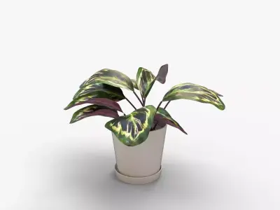 Calathea Medallion Stone 3D model