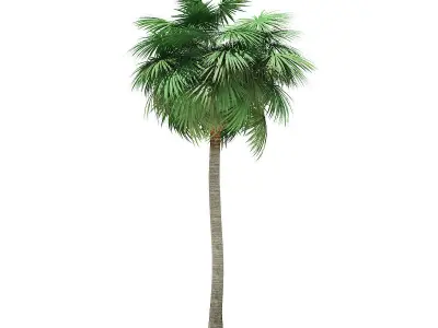 Sabal Palm Tree 3D Model 12m 3D model