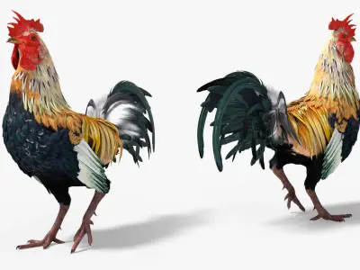  Rainbow Rooster Rigged For Blender Animated Set 