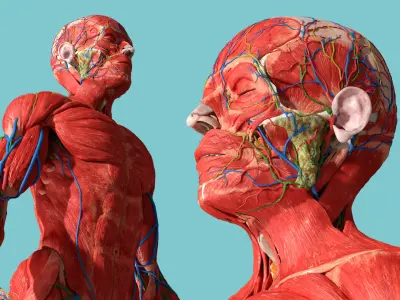  Human Anatomy Male Muscular and Vascular System 