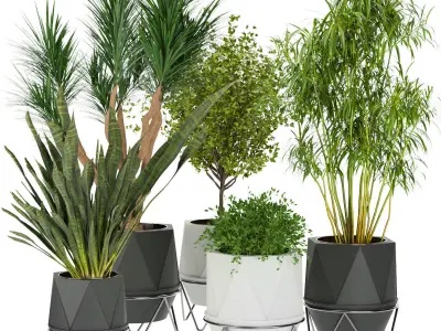 Collection plant indoor vol 4 3D Model Pack