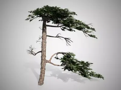 Huangshan Pine Tree Low-poly 3D model