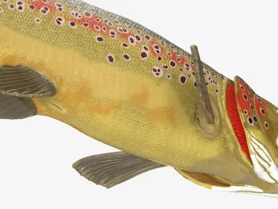  Freshwater Fish Collection 