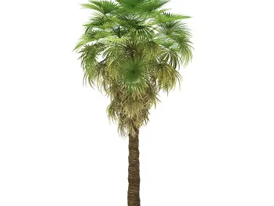 California Palm Tree 3D Model 7m 3D model