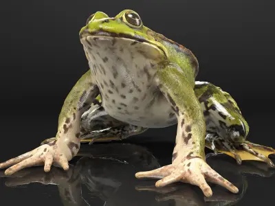  Complete Frog Body Anatomy 