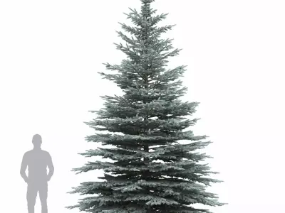 Picea Pungens 08 3D model