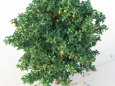 Orange Tree 3D model