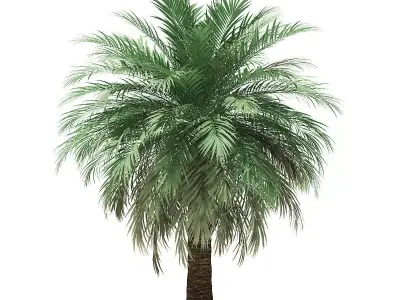 Butia Palm Tree 3D Model 4m 3D model