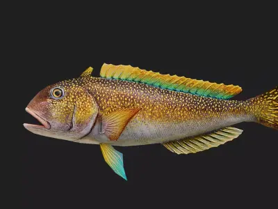 Tilefish Low-poly 3D model
